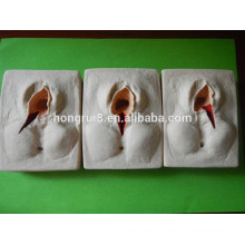 ISO 3 pièces dans 1Set- Vulva Suturing Practice Model, Episiorrhaphy Trainer